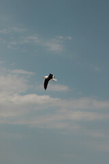 seagull in flight