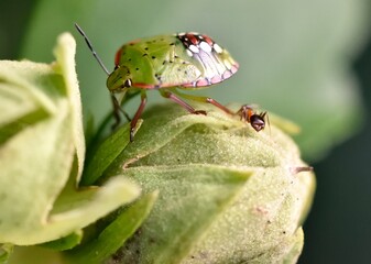 Punaise verte (palomena prasina)