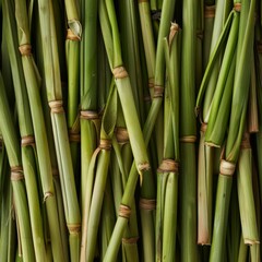 Fototapeta premium Lemongrass texture background, cymbopogon pattern, barbed wire grass banner, silky heads or oily heads