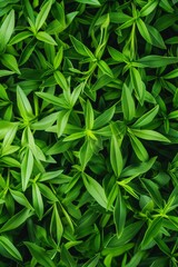 Fototapeta premium Tarragon texture background, estragon leaf banner, Artemisia dracunculus pattern, fresh herbal leaves