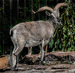 Blue sheep near the fence in the enclosure. Latin name - Pseudois nayaur	