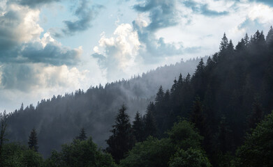 Fir trees on a mountain against the backdrop of a foggy mystical forest.