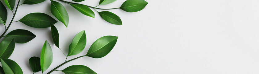 Fresh green foliage with diffused light on minimal white background creates serene and calming atmosphere, perfect for nature inspired designs