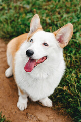 red and white Welsh Corgi Pembroke with heterochromia sits on trail in park with green grass in sunny summer day, looks up at owner, walking in park, dogwalking concept