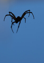 small spider on web close up