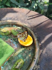 fountain in the park