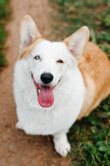 red and white Welsh Corgi Pembroke with heterochromia sits on trail in park with green grass in sunny summer day, looks up at owner, walking in park, dogwalking concept