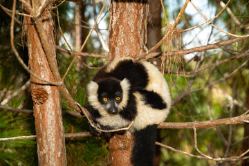 black and white ruffed lemur in its natural habitat, Madagascar