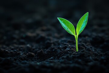 A small green plant is growing in the dirt, a mood of growth and new beginnings