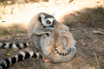 ring-tailed gray lemur in natural environment Madagascar.