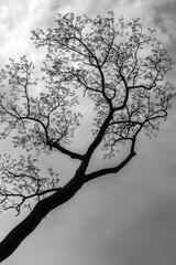 Obraz premium Tree silhouette with branches reaching out against a dark sky, tree silhouette, minimalist nature art