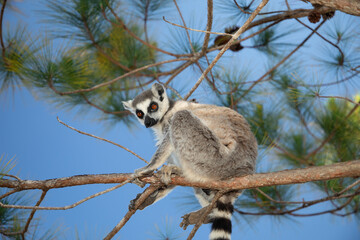 ring-tailed gray lemur in natural environment Madagascar.