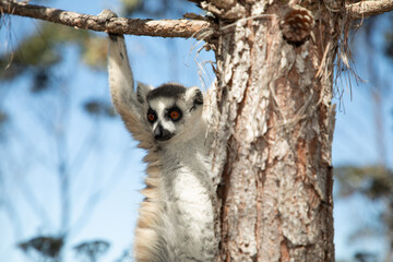 ring-tailed gray lemur in natural environment Madagascar. © Elena