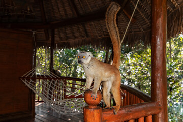 Crowned lemur (Eulemur Coronatus), endemic animal © Elena