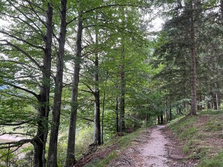  Raibl Lake Trail or Paths for walking and recreation along the lake Lago del Predil - Sentiero del lago di Raibl (Cave del Predil, Italia) ali Sprehajalne poti ob Predilskem jezeru