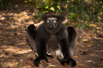 Lemur Indri indri, babakoto largest lemur from Madagascar