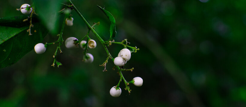 plantas, plants, ecosistem, cotton, wild, nature, landscape