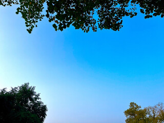 Obraz premium Blue Sky With Foliage Background