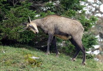 Magnifiques chamois rencontrés dans le Jura en France