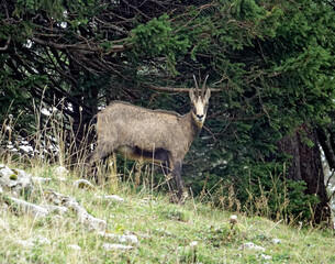 Magnifiques chamois rencontrés dans le Jura en France