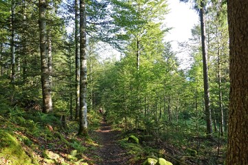 Obraz premium Superbe randonnée autour de Prémanon dans le Jura, avec la cascade du Bief de la Chaille et le pont Perroud