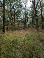 Forested woodland areas in summer UK Europe trees green and blooming 