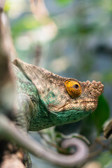 Kamé le Caméléon