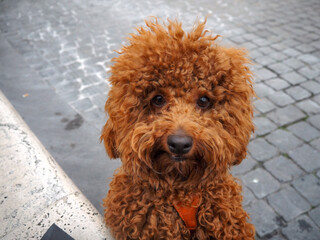 The Red Toy Poodle, small funny sweet dog. Toypudel und Zwergpudel.
