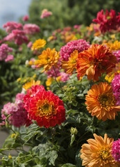 flowers in the garden