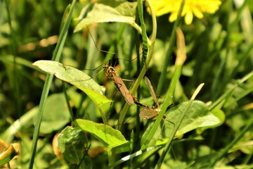 Crane fly mating. Looks like a big mosquito, but It's not. Insects, insect. Bugs, bug. Urban wildlife. Flies, animals, animal, wildlife, swamp, garden