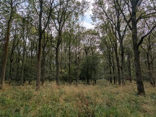 Forested woodland areas in summer UK Europe trees green and blooming 