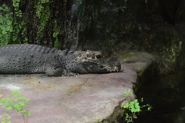 Wildes Krokodil Im Zoo