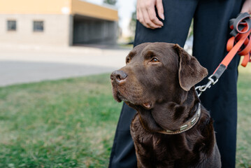 brown labrador sits on grass in summer with owner, caucasian girl, dogwalking concept