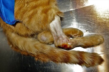 Obraz premium Cat shows a tumor in the hock joint. After taking an x-ray and pathology, it was found that the cat had bone cancer. Oncology. Veterinarian examining a pet: cat, dog 