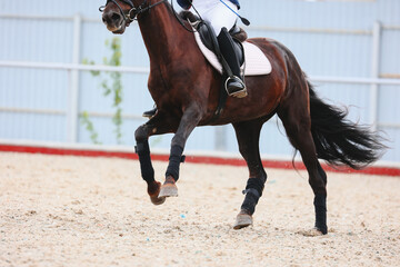 Horse legs close up. Horse jumping, Equestrian sports, Show jumping