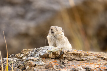 Collared Pika in Autumn in Denali National Park Alaska
