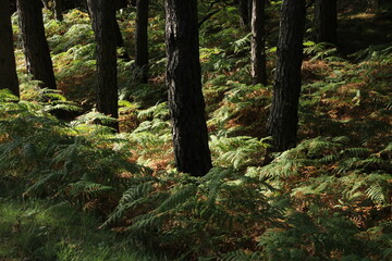 Forest ground covered by fern, Hellvik, Norway.