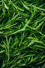 Obraz premium Estragon twigs, tarragon sprigs, fresh artemisia dracunculus grass, green spice leaves banner illustration