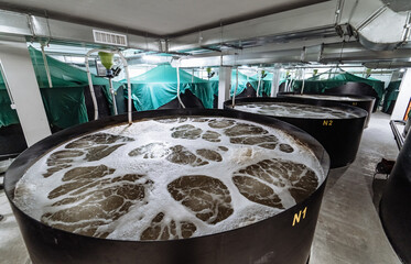 Large fermentation tanks filled with bubbling liquid in a facility. Large fermentation tanks bubble...