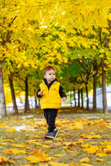 Child walks a colorful autumn path of yellow trees. A young child enjoys a stroll along a path covered with golden leaves in autumn.