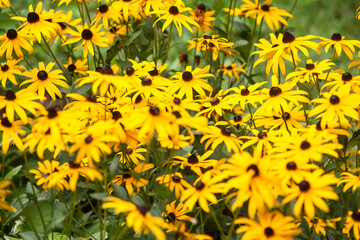 Black Eyed Susans