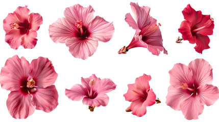 Hibiscus flowers, multiple angles view side top front group whole blossoms close-ups, transparent background cutout, PNG file, Mockup template, Generated AI