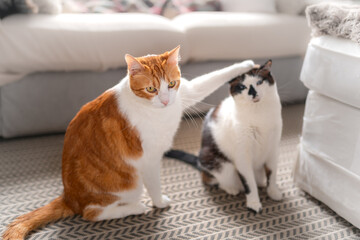 two domestic white cats interact in the living room