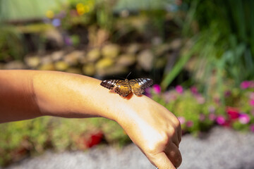 Close-up of a Parthenos sylvia butterfly sitting on a woman's hand