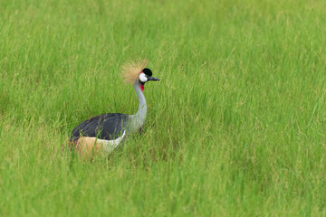 Grey crowned crane (Balearica regulorum)