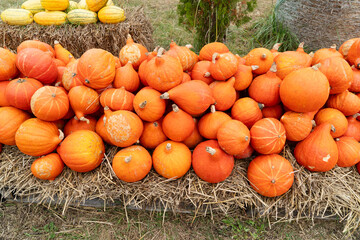pumpkins background, round orange l pumpkins at patch at farm