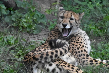 leopard in the grass