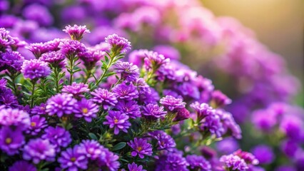 Obraz premium Tiny bush of blooming purple flowers, perfect for a stylish floral backdrop