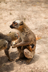 Cute brown lemur (Eulemur fulvus) with orange eyes.