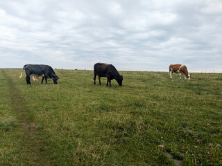 grazing cows